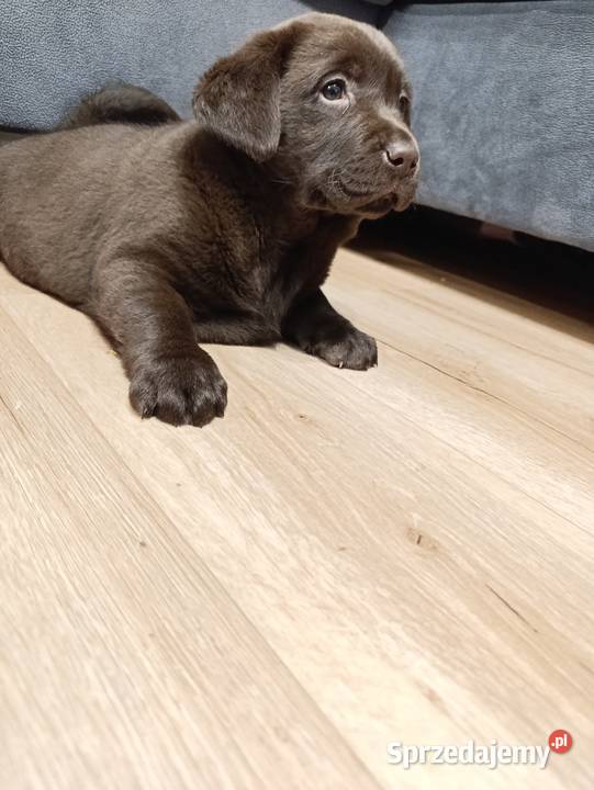 Pieski Labradora Retriever czekoladowego Tarnów