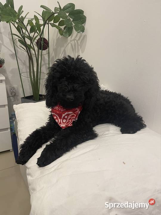 Pudel Miniaturowy piesek Danio Ostrożnica