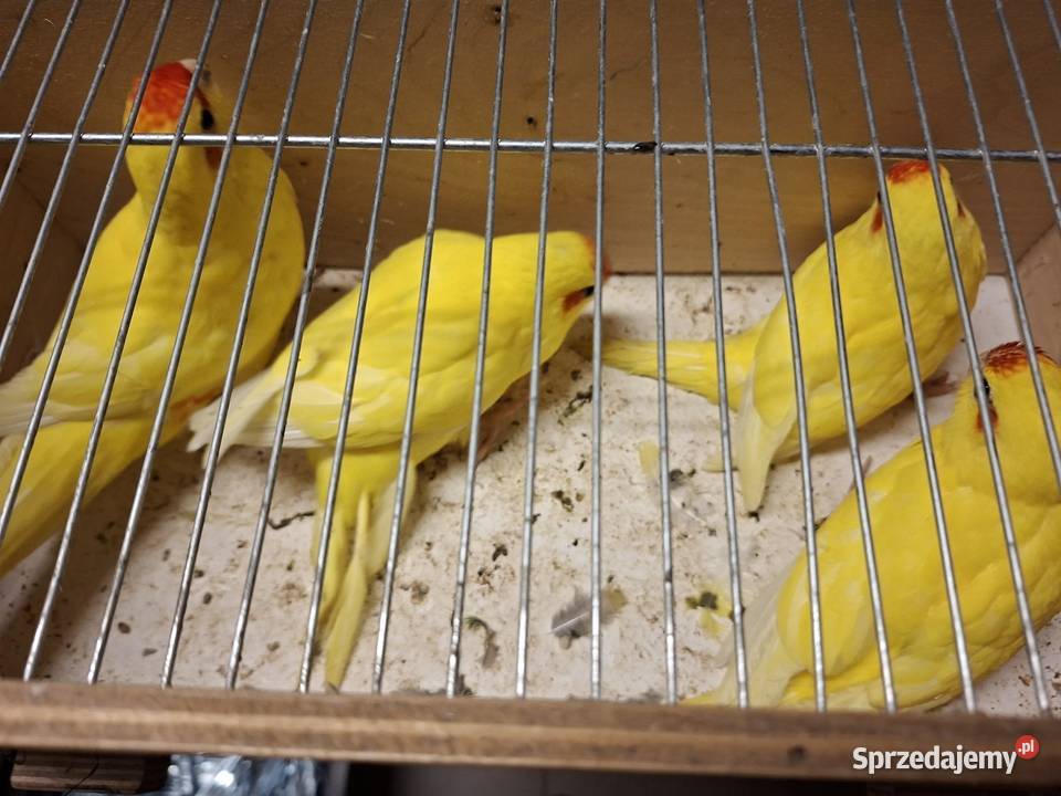 Modrolotki Rzeszotary sprzedam