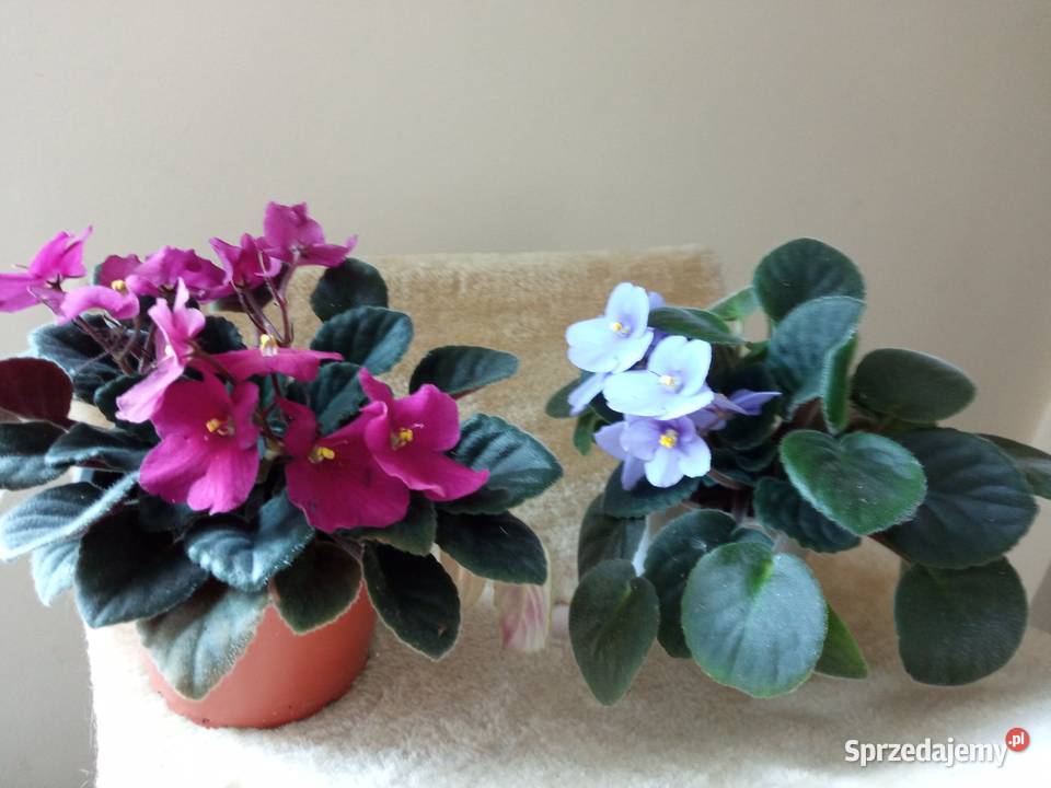 Trzykrotki i inne kwiatki Zielone Białystok