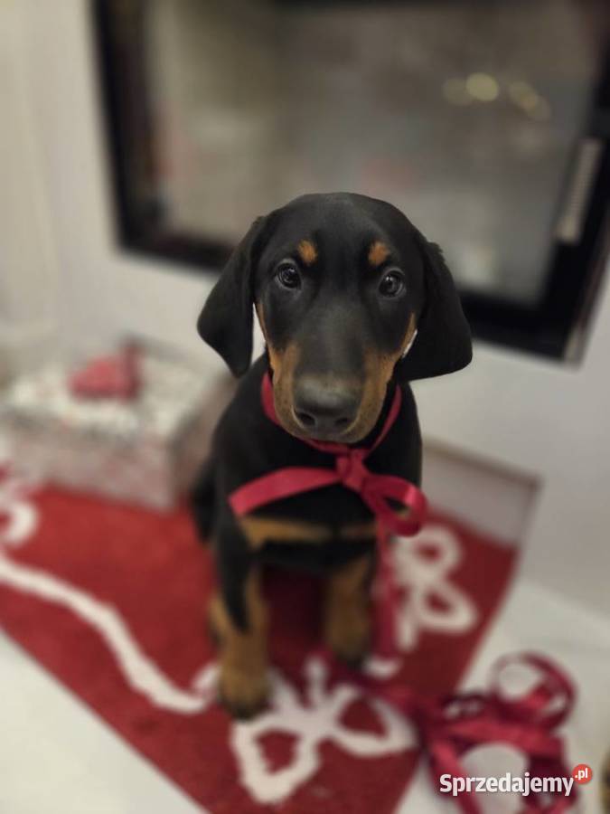 Sprzedam sunie rasy Doberman Panieńszczyzna