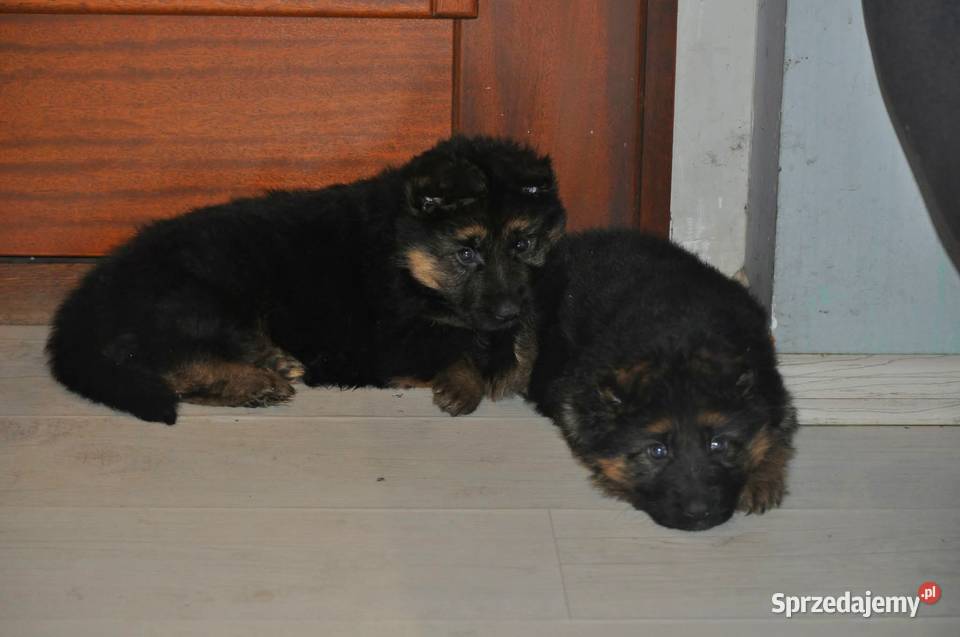 Owczarek Niemiecki Długowłosy szczenięta FCI