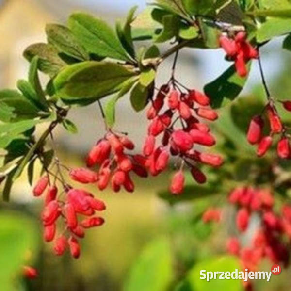 BERBERYS INDYJSKI  Berberis aristata NASIONA sprzedam