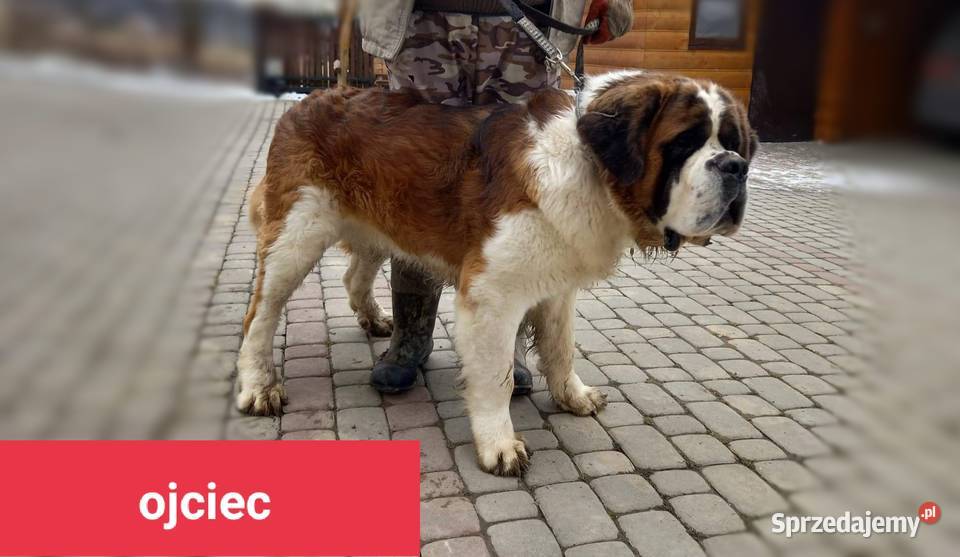 Szczeniaki bernardyn Bernardyn