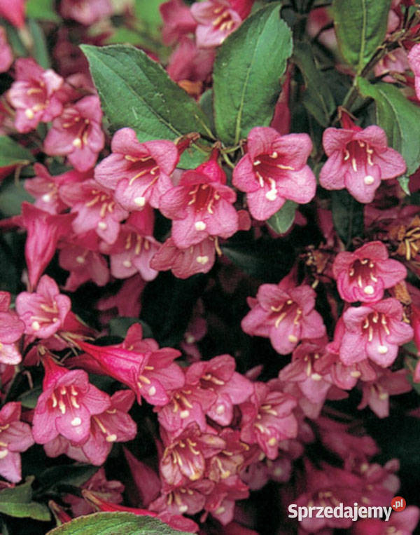 KRZEWUSZKA PINK PRINCESS sadzonki w doniczkach Ustronie sprzedam