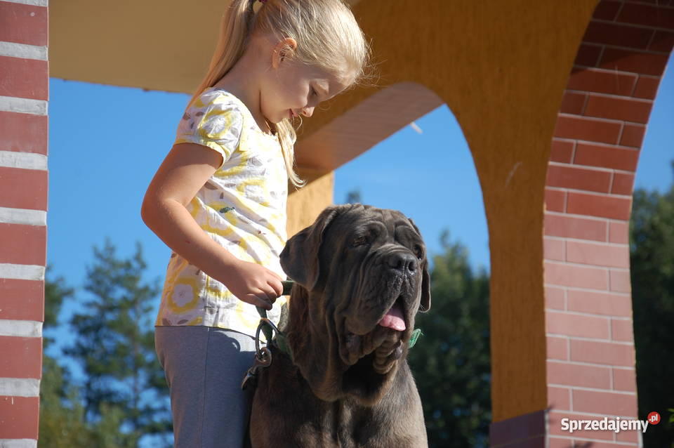SZCZENIAKI MASTINO NAPOLETANO Psy Ełk