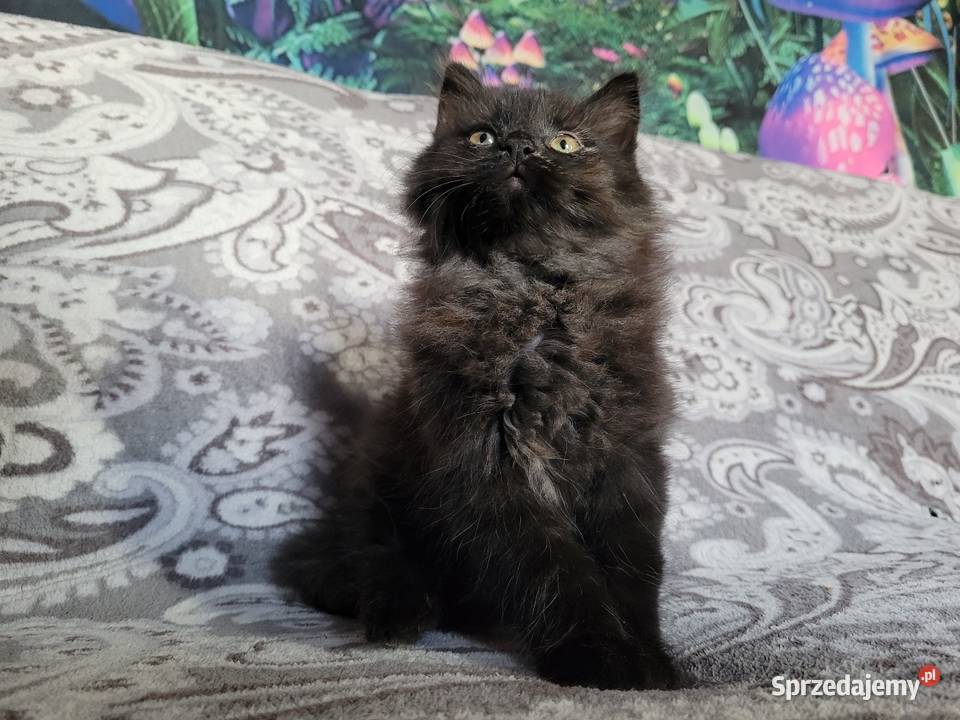 Maine Coon Polesie Mikułowskie