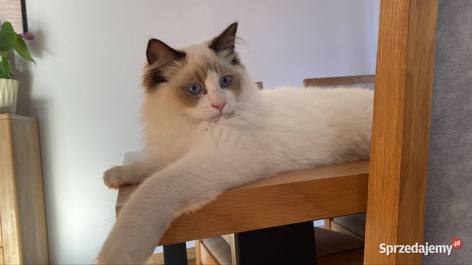 Kocurek Ragdoll gotowy do przeprowadzki 6 Tychy sprzedam