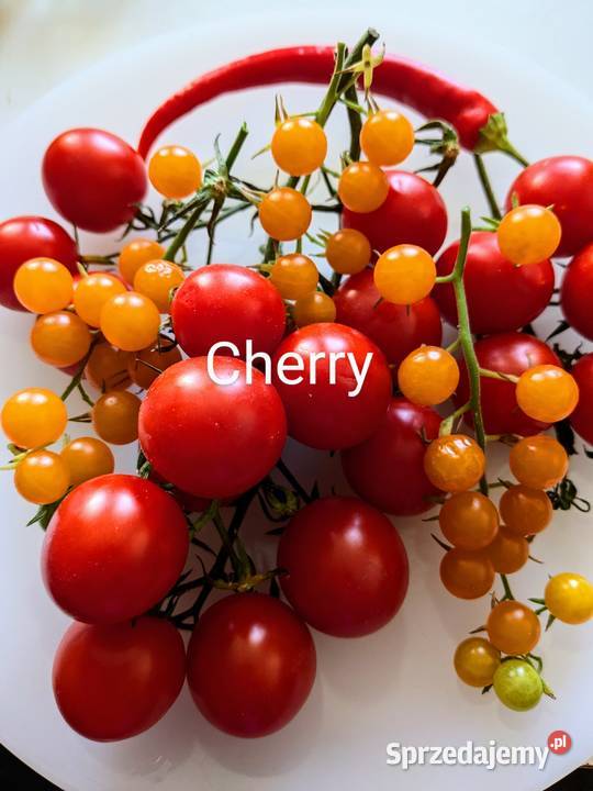 SanMarzano Aurija Pomidor kolekcja 2024