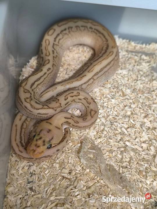 Pytam królewski samica pied Kiełcz