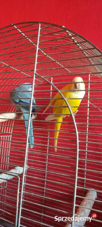 Papugi Mnicha Nizinna Radom