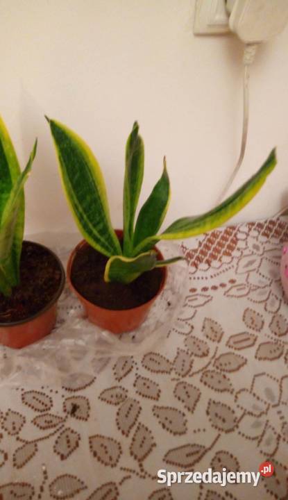 Kwiaty doniczkowe Sansewieria gwinejska Warszawa