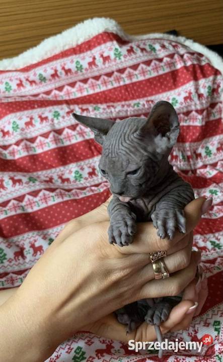 Bambino Warszawa mazowieckie