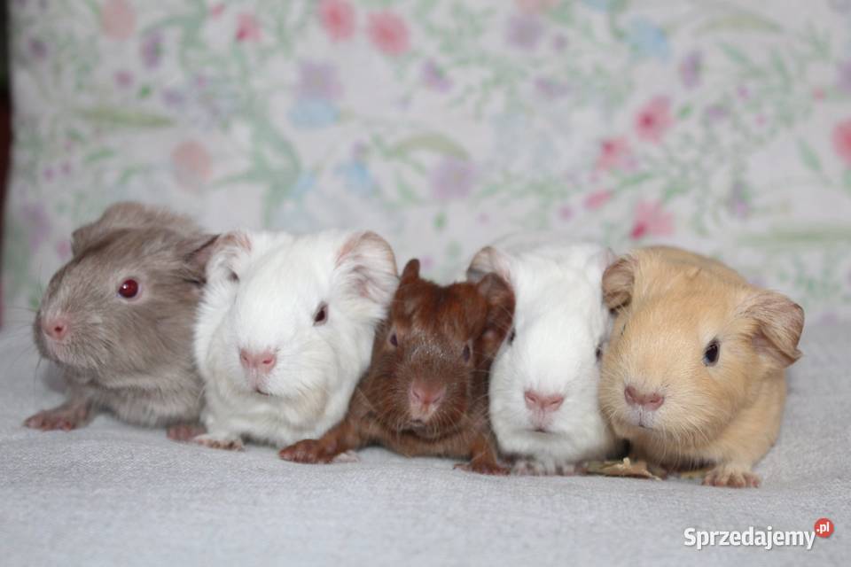 Świnka morskaświnki morskie cavia domowa Puszczykowo