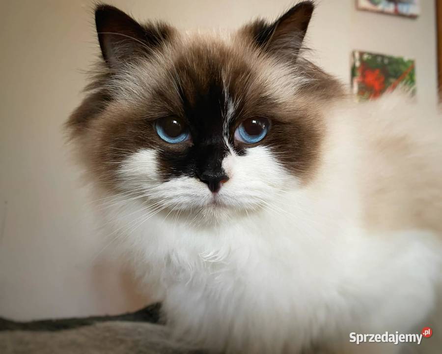 ragdoll kotka oryginalna rodowód FCI