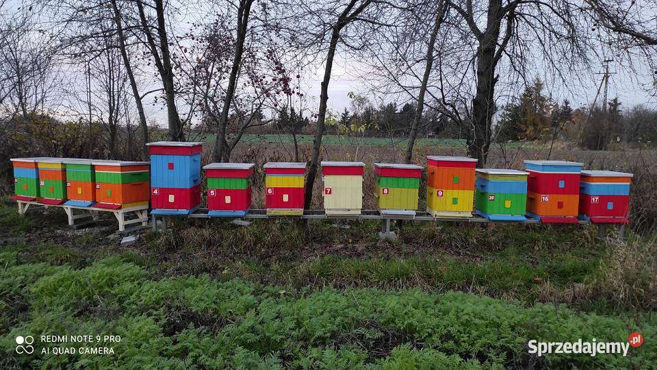 Rodziny pszczele z ulami mazowieckie Ciechanów