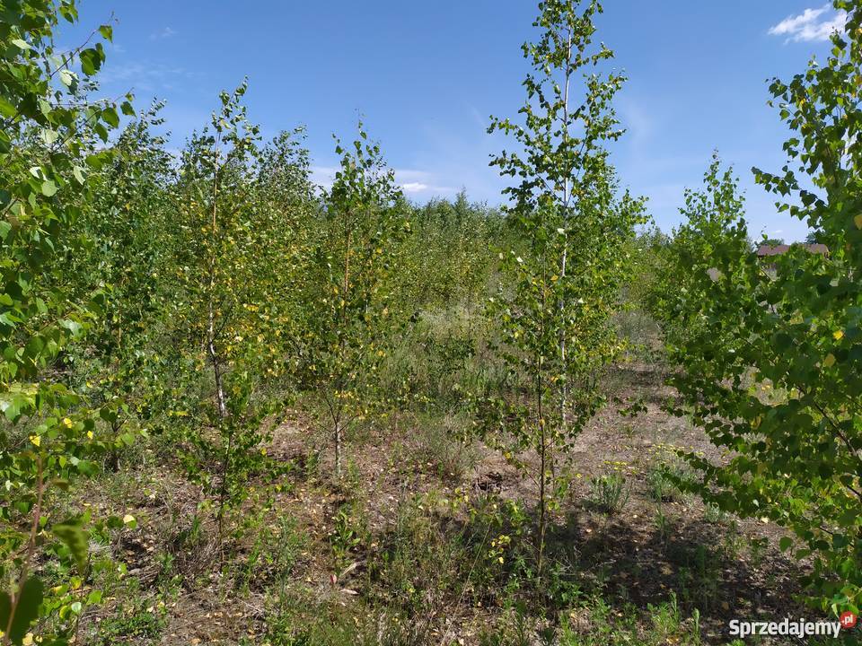 Duża działka ze stawem w okolicach Mławy mały Mława