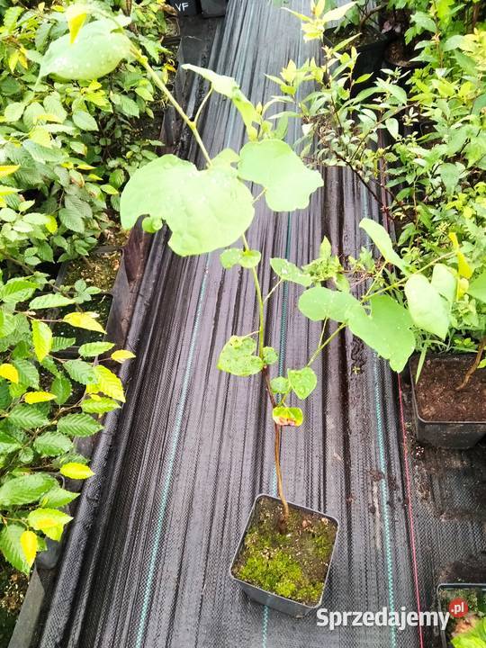 Judaszowiec kanadyjski 70 śląskie Knurów