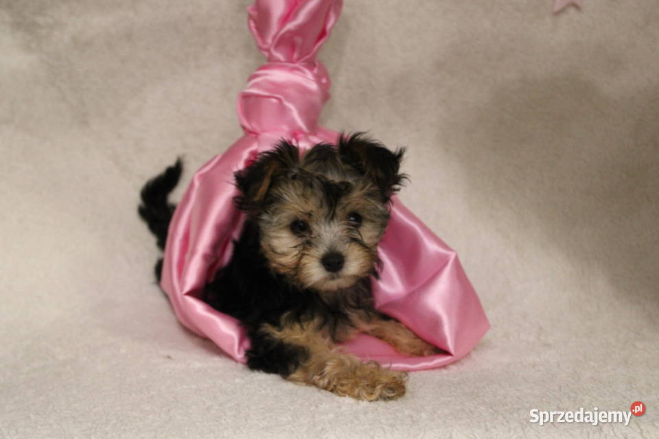 Yorkshire Terrier suczka