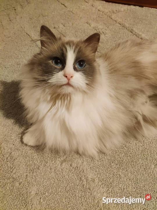 Kocurek Ragdoll Boguchwała sprzedam