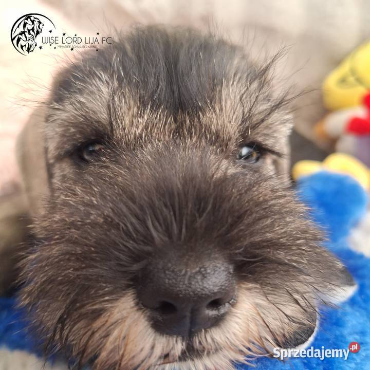 Sznaucer miniaturowy pieprz I sól rodowód Stargard