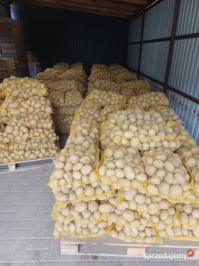 Ziemniaki soraya Jabłonna Pierwsza