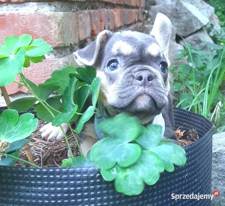 Buldog francuski piekne suczki Pabianice
