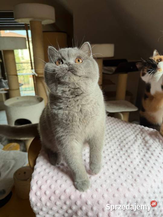 Cudowny liliowy kocurek z legalnej hodowli Perła sprzedam