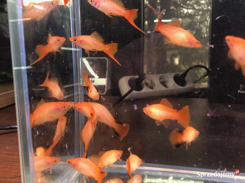 Mieczyk orange comet Justynów