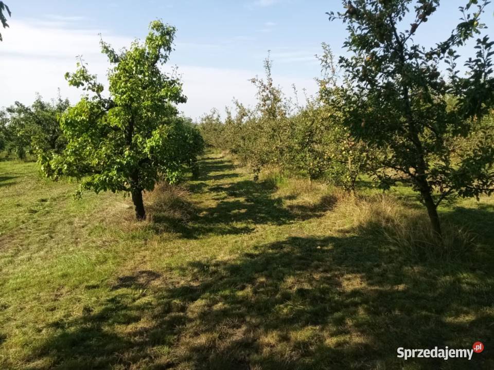 Działka sad Annopol sprzedam