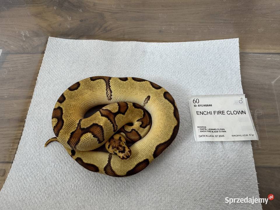 Python Regius królewski kolorki Bydgoszcz