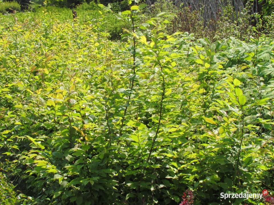 Grab Solidny żywopłot wiatrochronny z grabu duże lubelskie