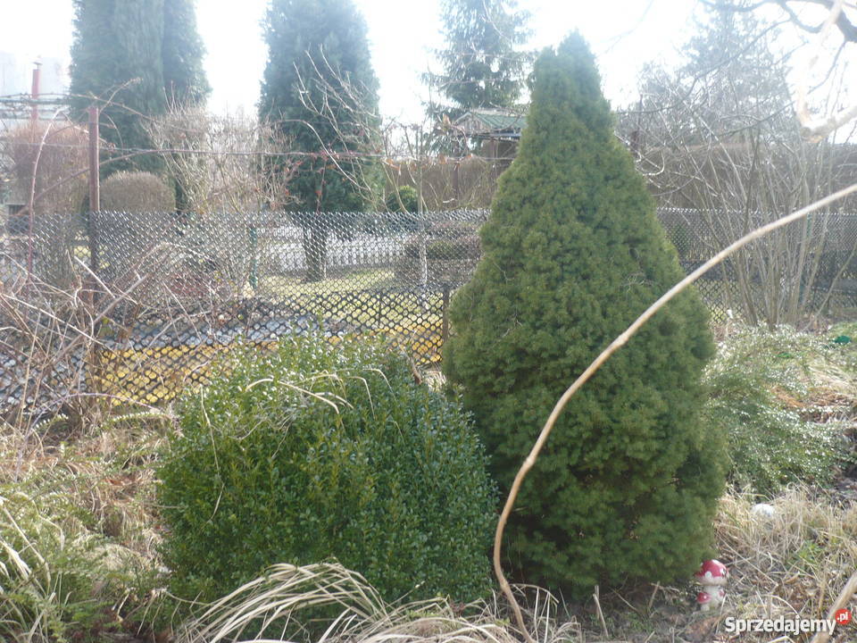 Działka ogrodowa w ROD Zorza Legnica