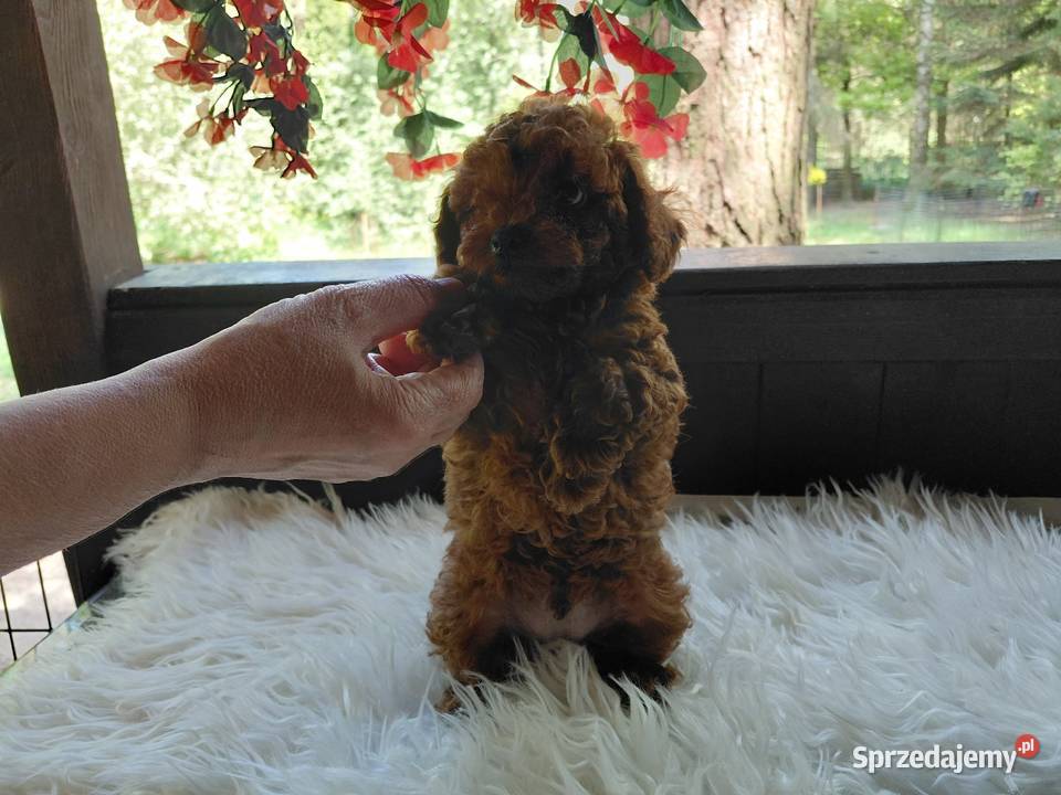Pudel toy red brown pochodzenie Chiny Wyszków