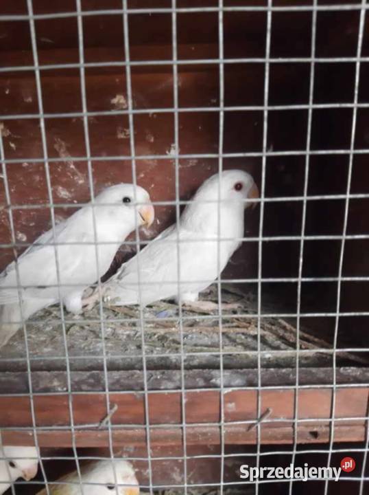 Papugi nierozłączki świętokrzyskie Jędrzejów