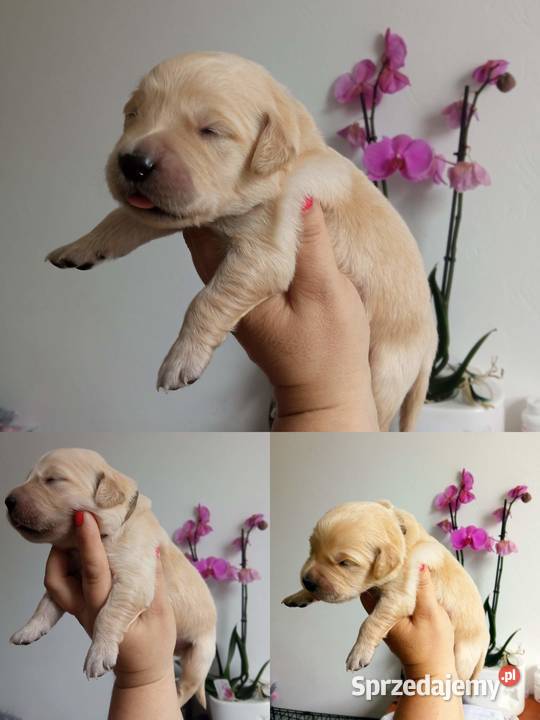 Golden Retriever pieski o suczki złote opolskie Tułowice sprzedam