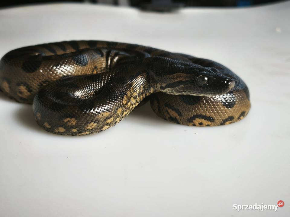 anakonda zielona młody osobnik samica dolnośląskie Wałbrzych