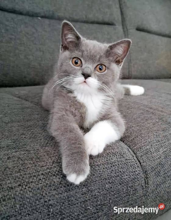 Koty Brytyjskie lubelskie Lublin