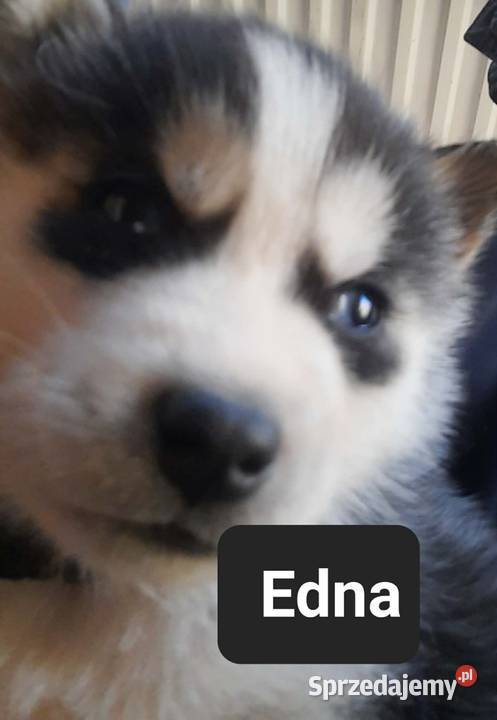 Dostępne szczeniaki rasy Syberian husky pomorskie Reda sprzedam