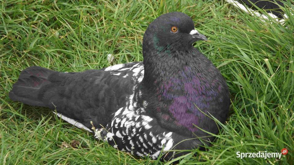 sprzedam gołębie