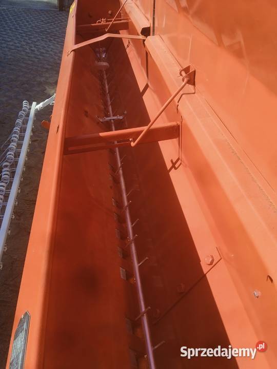 Siewnik poznaniak Świedziebnia