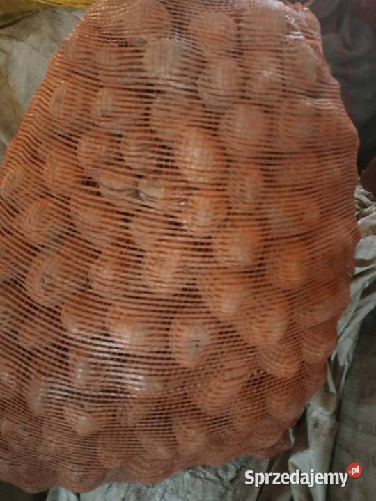 ziemniaki denar LILI soraya Lubraniec