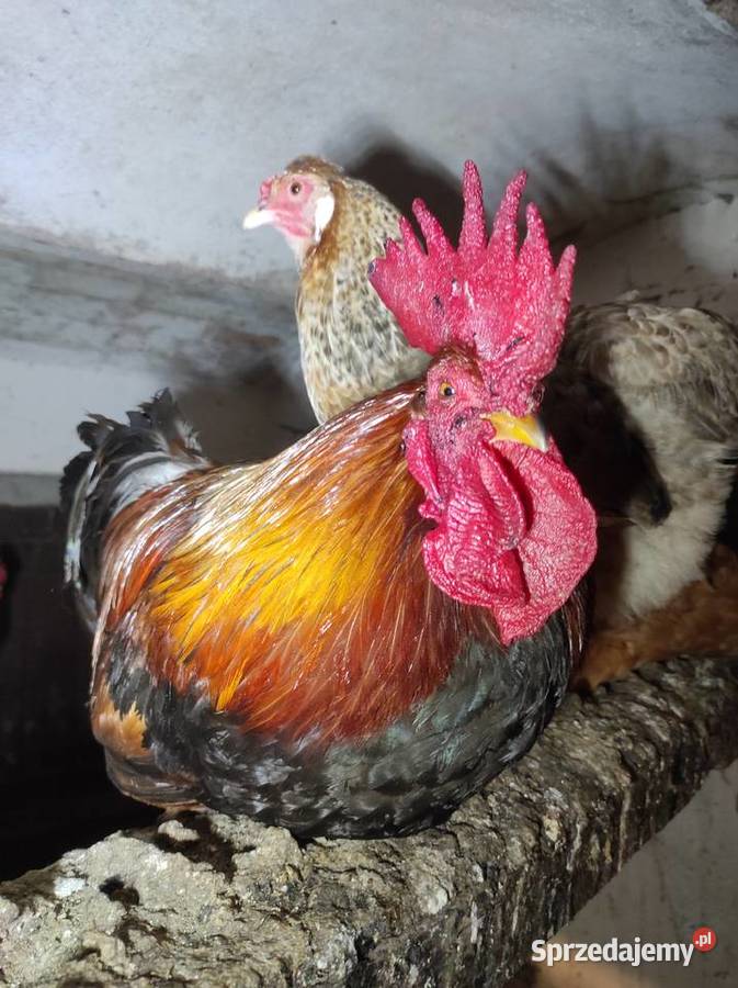 Koguty drób tanio Drób i ptactwo Bochnia