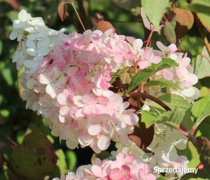 HORTENSJA BUKIETOWA PINK LADY sadzonki w Ustronie