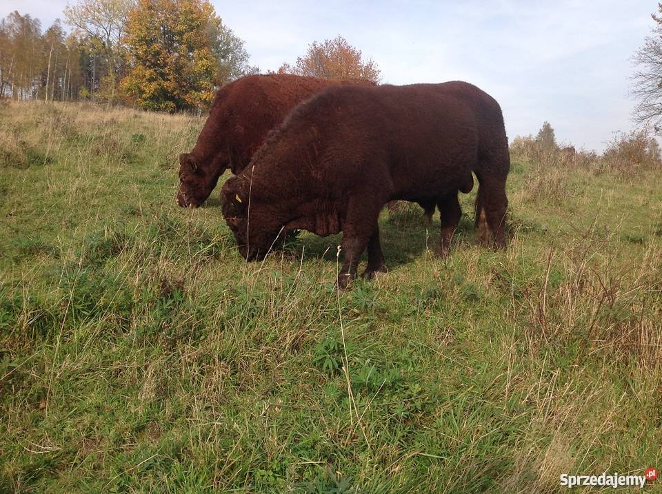 Buhaj Salers na sprzedaż Lubawka