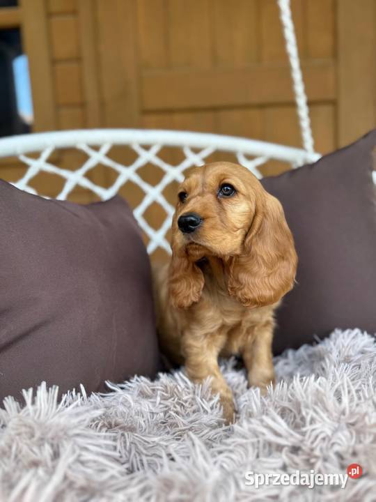 Piękny złoty piesek Cocker Spaniel Angielski Cocker Spaniel Katowice