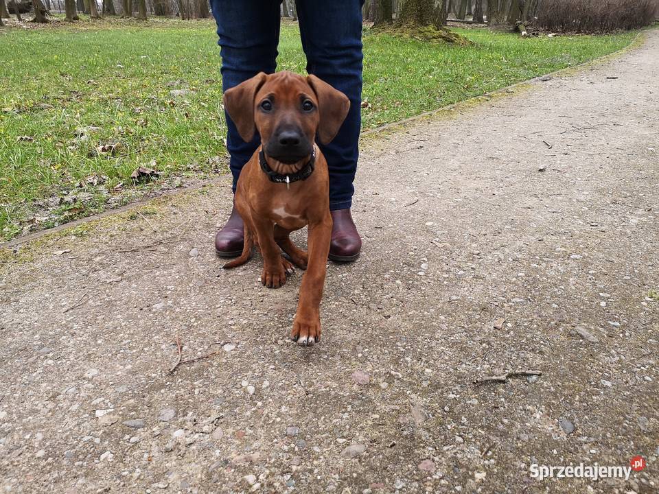Rhodesian Ridgeback szczenięta Pozostałe Psy Młochów