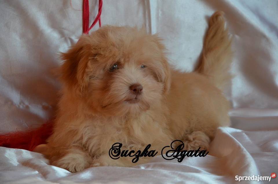 HAWAŃCZYK pieski suczki z rodowodem czekoladowe Ostrzeszów