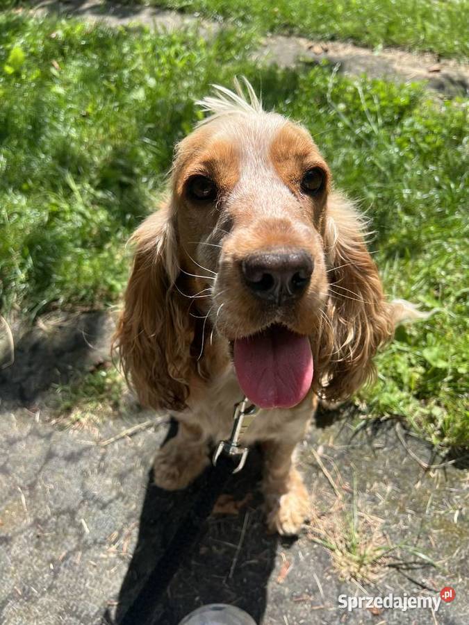 Sunia Cockier spaniel angielski