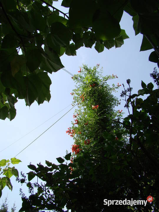 Milin ceglasty x2 świetny Przemyśl